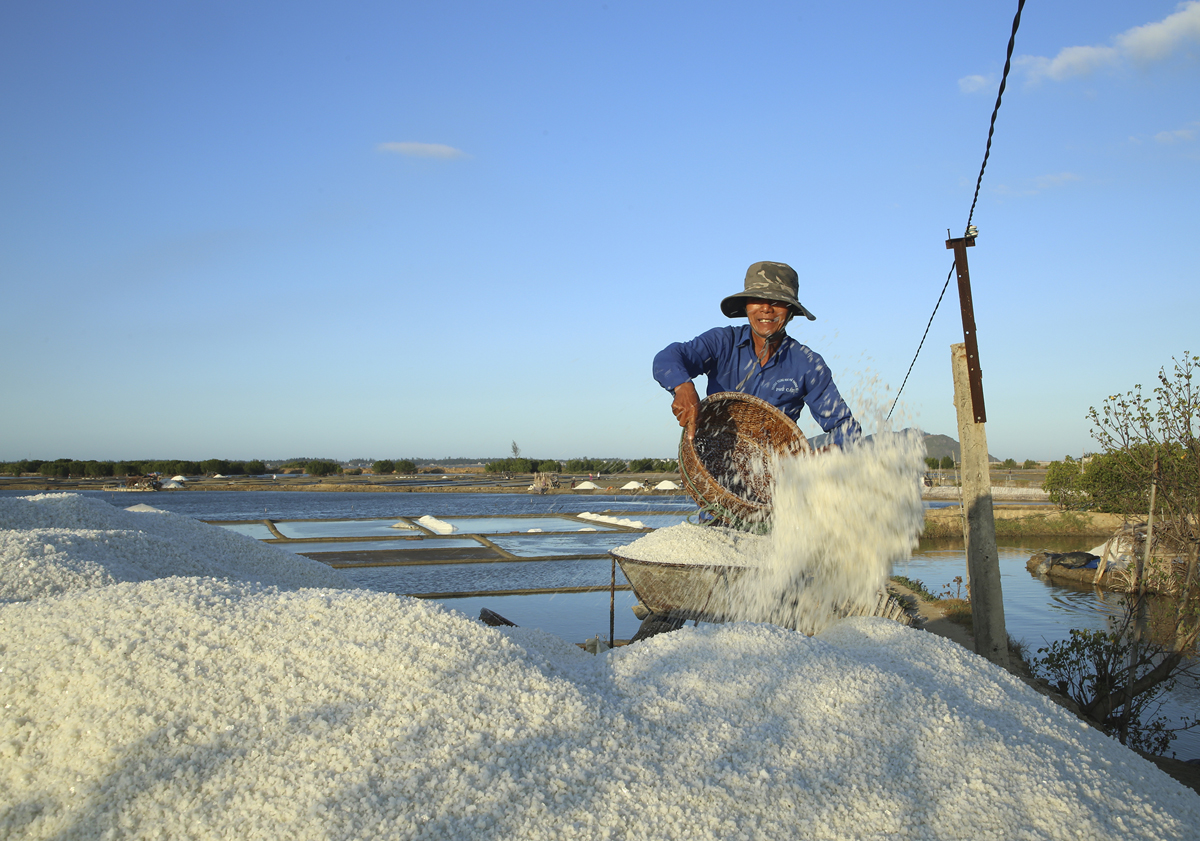Giá muối hiện rất thấp và không bán được.